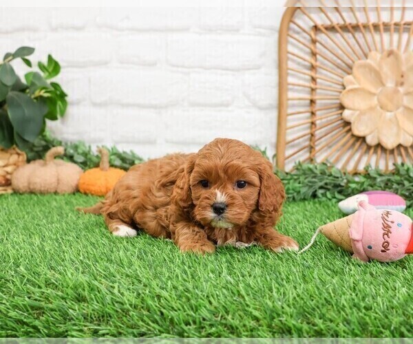 Medium Photo #10 Cavapoo (Miniature) Puppy For Sale in SYRACUSE, IN, USA