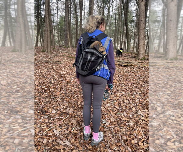 Medium Photo #4 Shepradors Puppy For Sale in Brewster, NY, USA