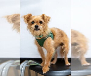 Mutt Dogs for adoption in Mundelein, IL, USA
