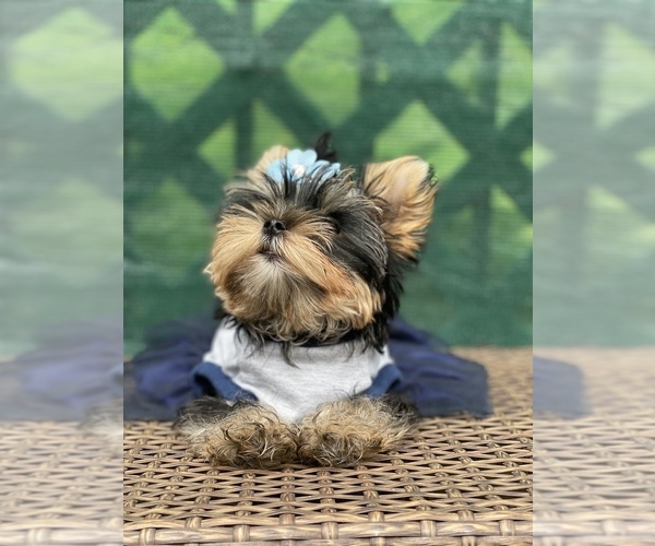 Medium Photo #5 Yorkshire Terrier Puppy For Sale in CORAL SPRINGS, FL, USA