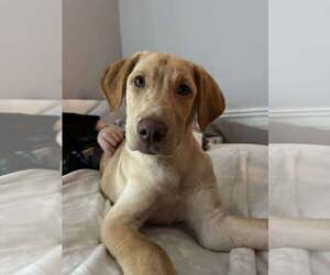 Labrador Retriever-Unknown Mix Dogs for adoption in Binghamton, NY, USA