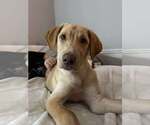 Small Labrador Retriever Mix