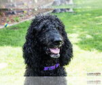 Small Labradoodle
