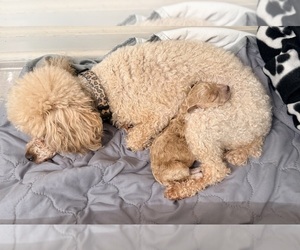Mother of the Poodle (Toy) puppies born on 07/30/2026