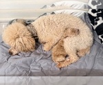 Small Photo #1 Poodle (Toy) Puppy For Sale in MOORESVILLE, NC, USA