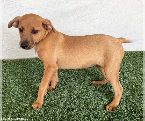 Medium Photo #4 Black Mouth Cur-Labrador Retriever Mix Puppy For Sale in San Diego, CA, USA