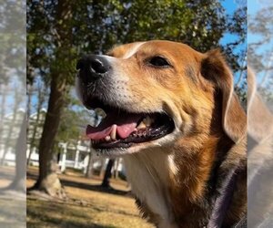 Mutt Dogs for adoption in Cary, NC, USA