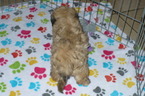 Small #1 Lhasa Apso-Poodle (Toy) Mix