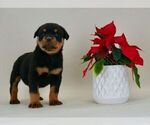 Small #6 Rottweiler