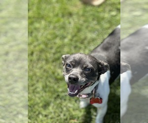 Chihuahua-Unknown Mix Dogs for adoption in New London, WI, USA