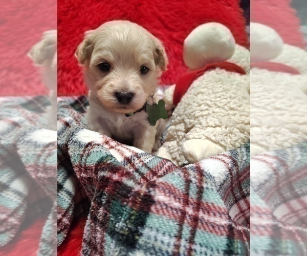 Medium Photo #26 Maltipoo (Miniature) Puppy For Sale in SAN ANTONIO, TX, USA