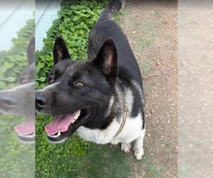 Akita Dogs for adoption in San Antonio, TX, USA