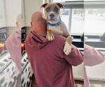 Small Photo #9 Boxer-Unknown Mix Puppy For Sale in Princeton, MN, USA