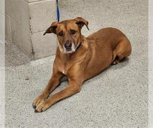 Labrador Retriever-Unknown Mix Dogs for adoption in Conroe, TX, USA