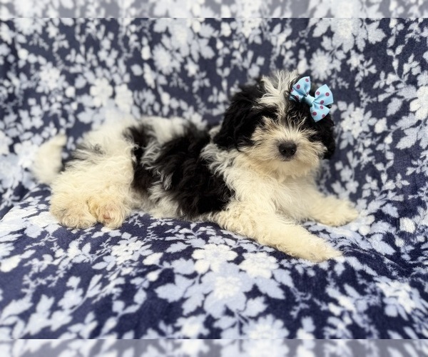 Medium Photo #2 Shih-Poo Puppy For Sale in LAKELAND, FL, USA