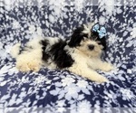 Small #1 Shih-Poo