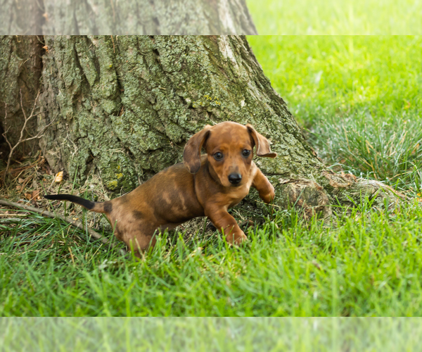 Medium Photo #3 Dachshund Puppy For Sale in BREMEN, IN, USA