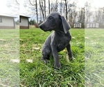 Small Photo #10 Doberman Pinscher Puppy For Sale in NEWTON, NC, USA