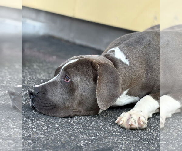 Medium Photo #2 American Pit Bull Terrier Puppy For Sale in Pasadena, CA, USA