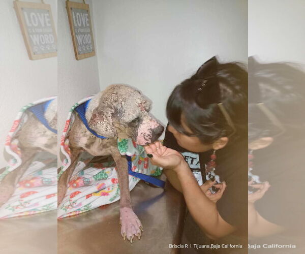 Medium Photo #11 Boxer-Unknown Mix Puppy For Sale in Escondido, CA, USA