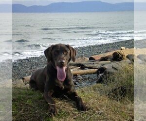 Mother of the Labrador Retriever puppies born on 06/26/2025