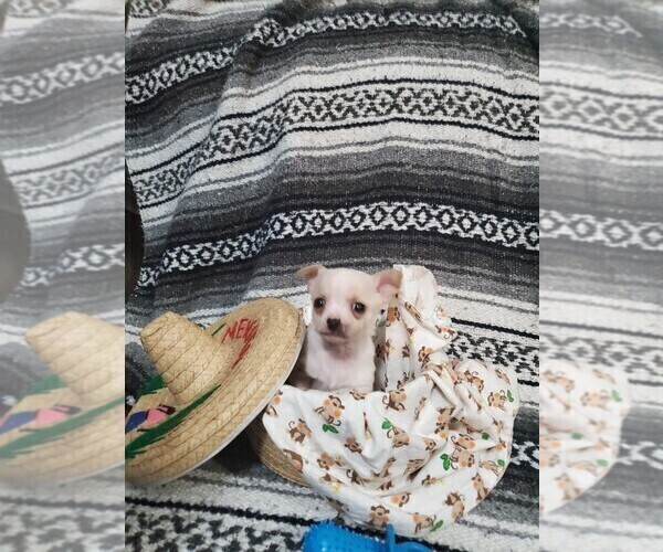 Medium Photo #4 Chihuahua Puppy For Sale in MANKATO, MN, USA