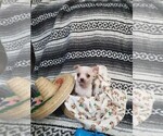 Small Photo #4 Chihuahua Puppy For Sale in MANKATO, MN, USA