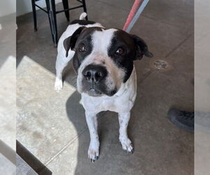 American Bulldog-Unknown Mix Dogs for adoption in Tavares, FL, USA