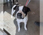 Small American Bulldog Mix
