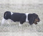 Small #1 Basset Hound