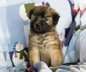 Soft Coated Wheaten Terrier Puppy for sale in MILWAUKEE, WI, USA
