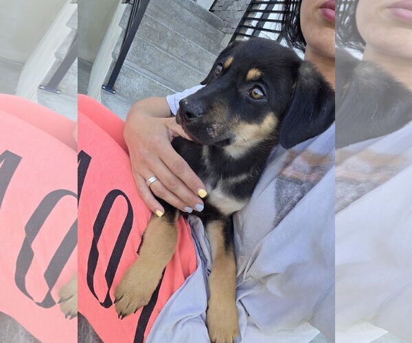 Medium Photo #3 German Shepherd Dog-Unknown Mix Puppy For Sale in MIDWAY, UT, USA