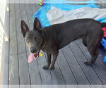 Small #4 Labrador Retriever Mix