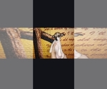 Litter of 4 - Female ChiweenieLitter of Puppies for Sale - Small photo