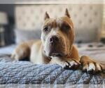 Small #1 American Pit Bull Terrier Mix