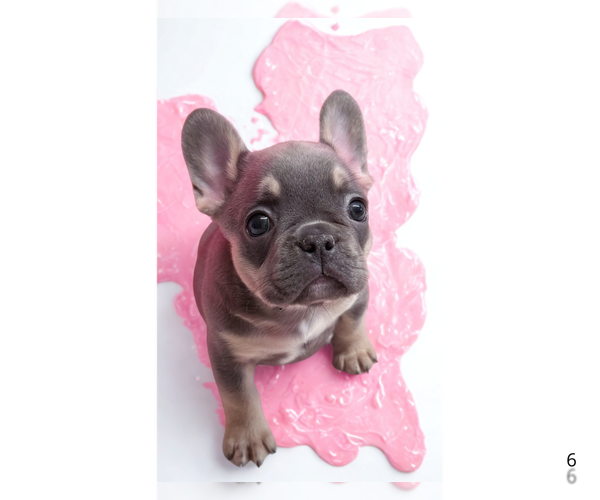 Medium Photo #6 French Bulldog Puppy For Sale in LAKE WALES, FL, USA