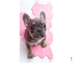 Small Photo #6 French Bulldog Puppy For Sale in LAKE WALES, FL, USA