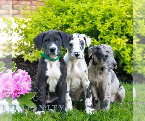 Medium Photo #2 Great Dane Puppy For Sale in RICHLAND, PA, USA