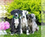 Small #1 Great Dane
