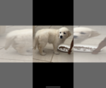 Small Photo #4 English Cream Golden Retriever Puppy For Sale in CONCHO, AZ, USA