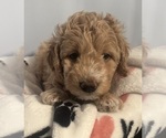 Small #1 Goldendoodle (Miniature)