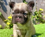 Small #4 French Bulldog