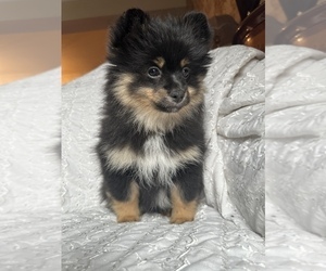 Chorkie Puppy for sale in ARNOLD, MD, USA