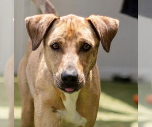 Labrador Retriever-Unknown Mix Dogs for adoption in Canton, CT, USA