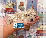Small Photo #1 Maltipoo Puppy For Sale in WINNSBORO, LA, USA