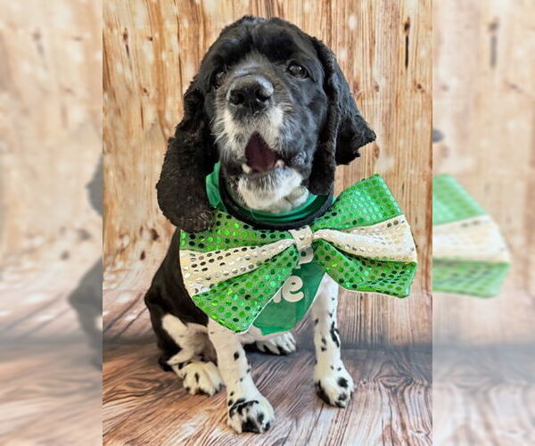 Medium Photo #14 Cocker Spaniel Puppy For Sale in Arlington, VA, USA