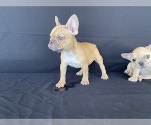 French Bulldog Puppy for sale in MORENO VALLEY, CA, USA