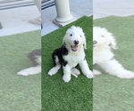Puppy Jagr Sheepadoodle