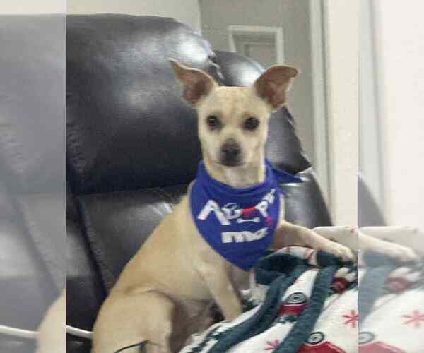 Medium Photo #3 Chihuahua Puppy For Sale in FRAMINGHAM, MA, USA