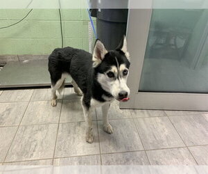 Siberian Husky-Unknown Mix Dogs for adoption in Grand Prairie, TX, USA